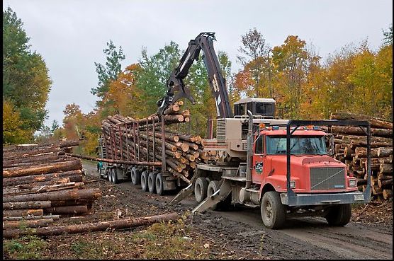 Forestry and Logging Equipment